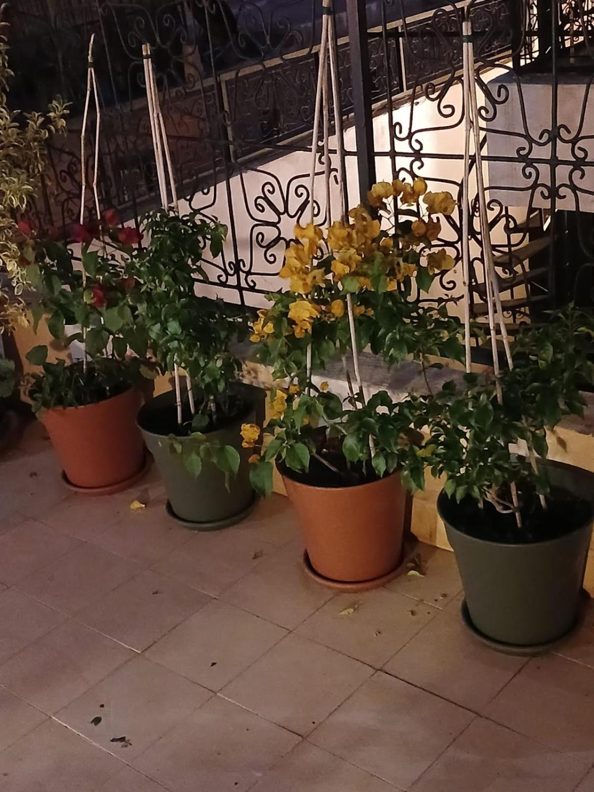 מרקש Riad Dantella מראה חיצוני תמונה